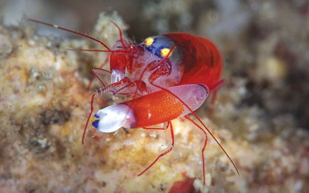 Pistol Shrimp: A Mind-blowing Gunslinger